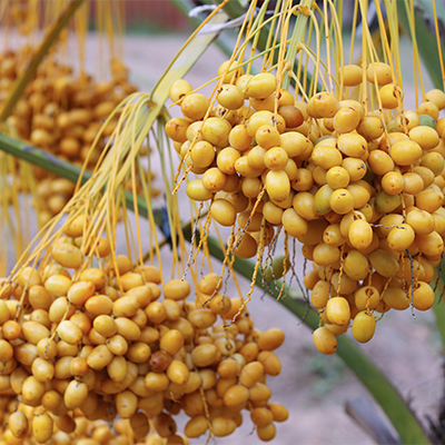 Treee Date Rutab Wet Dates Details – ALRUTAB GLOBAL TRADING